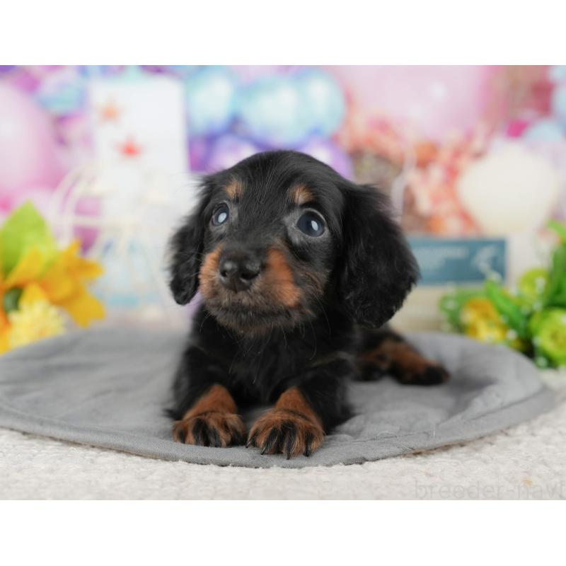 販売中の茨城県のカニンヘンダックスフンド(ロングヘアード)-425810の5枚目