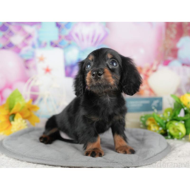 販売中の茨城県のカニンヘンダックスフンド(ロングヘアード)-425810の4枚目