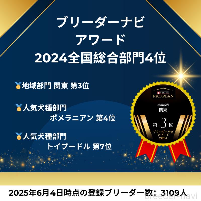 販売中の茨城県のチワワ(ロングコート)-425811の20枚目