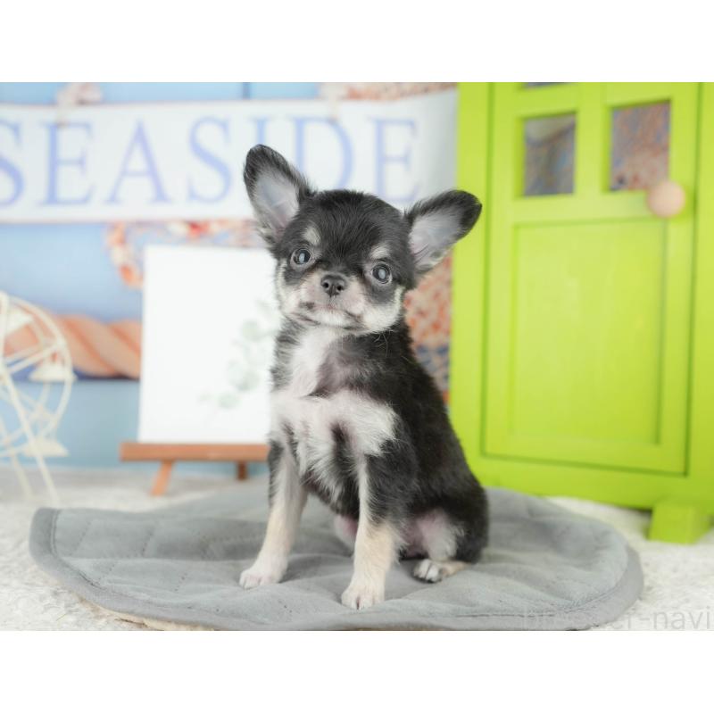 販売中の茨城県のチワワ(ロングコート)-425811の12枚目