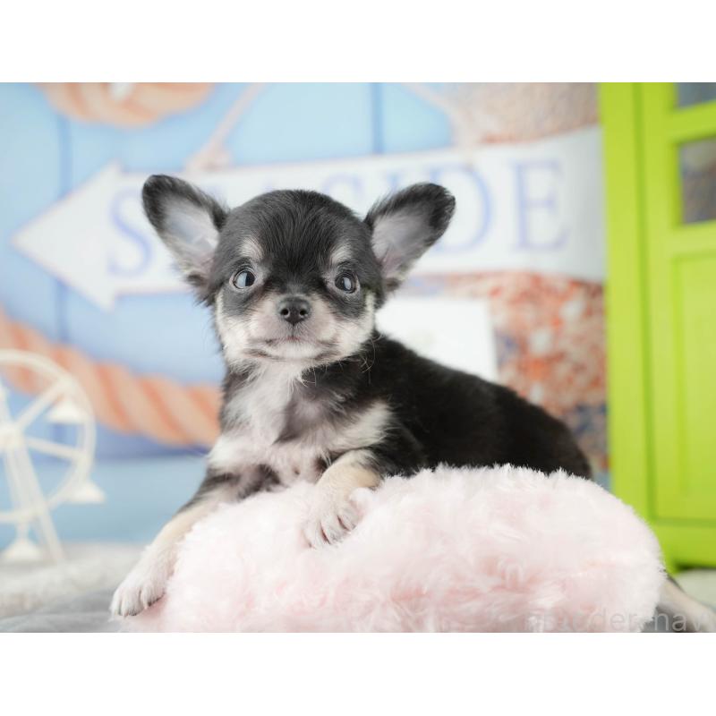 販売中の茨城県のチワワ(ロングコート)-425811の11枚目