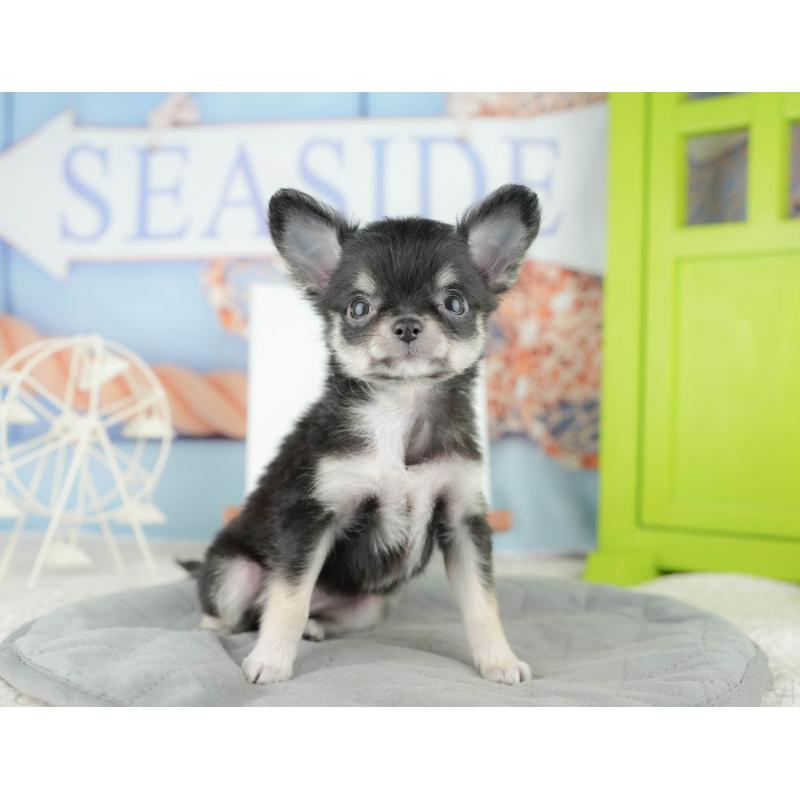 販売中の茨城県のチワワ(ロングコート)-425811の10枚目