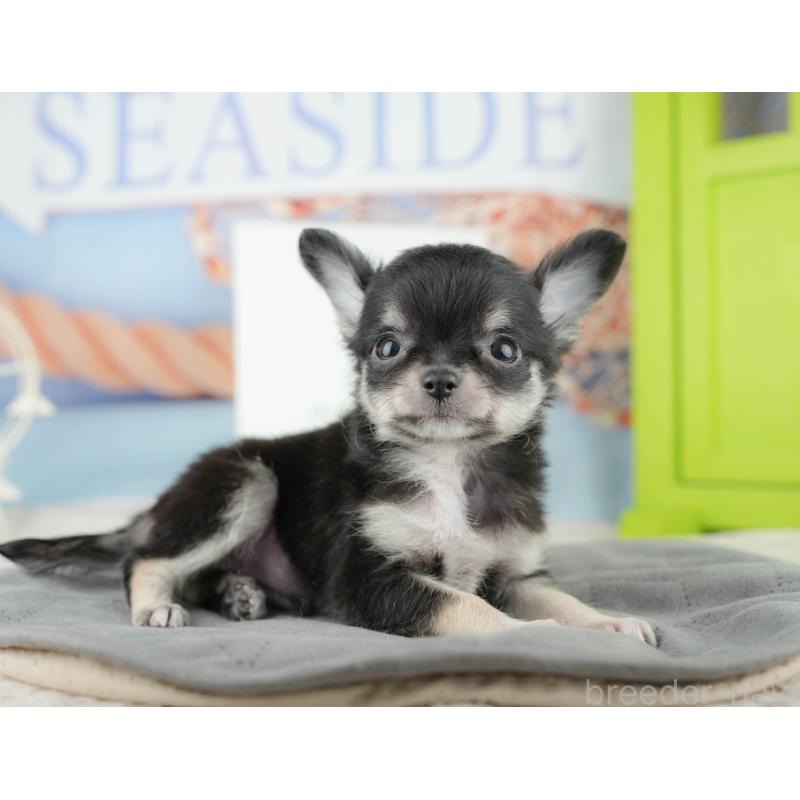 販売中の茨城県のチワワ(ロングコート)-425811の9枚目