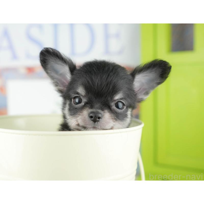 販売中の茨城県のチワワ(ロングコート)-425811の8枚目