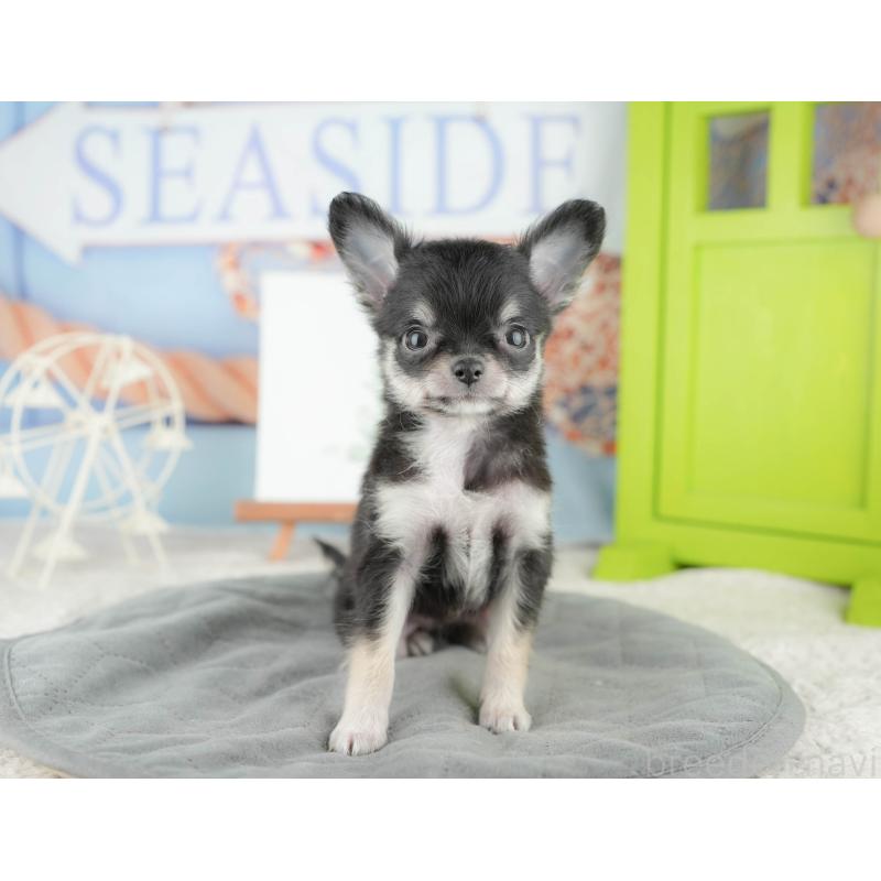 販売中の茨城県のチワワ(ロングコート)-425811の7枚目