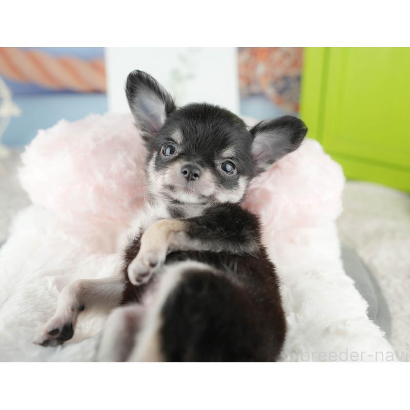 販売中の茨城県のチワワ(ロングコート)-425811の6枚目