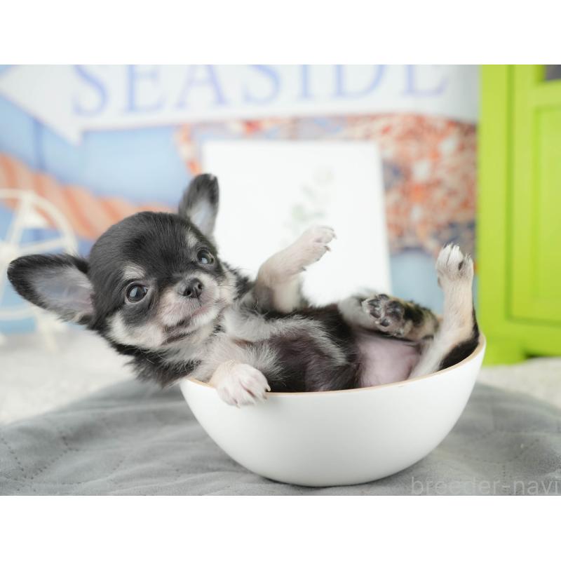 販売中の茨城県のチワワ(ロングコート)-425811の5枚目