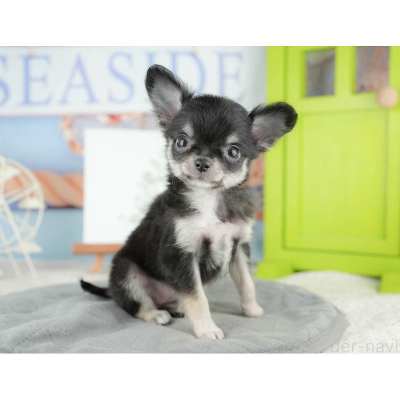 販売中の茨城県のチワワ(ロングコート)-425811の4枚目