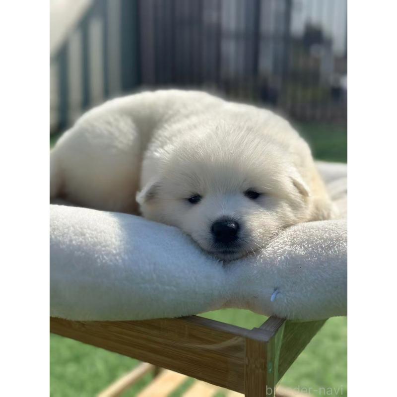 販売中の栃木県のサモエド-425677の10枚目