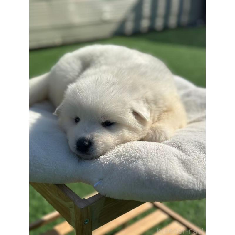 販売中の栃木県のサモエド-425677の9枚目