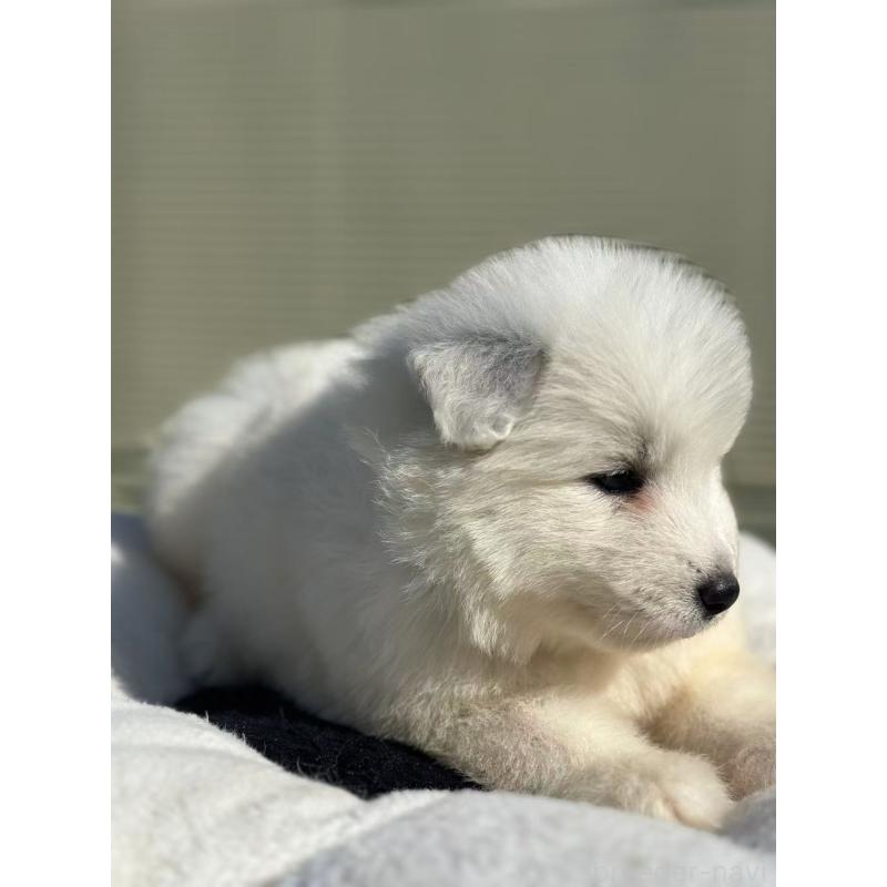 販売中の栃木県のサモエド-425677の8枚目