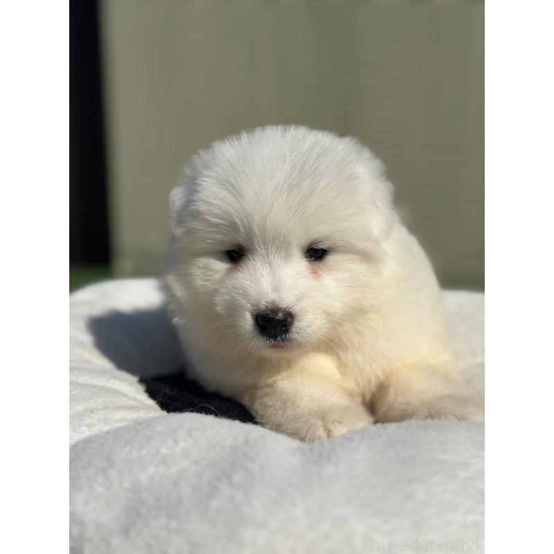 販売中の栃木県のサモエド-425677の7枚目