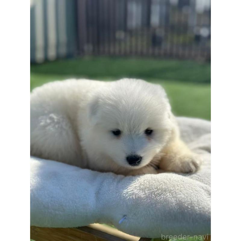 販売中の栃木県のサモエド-425677の6枚目