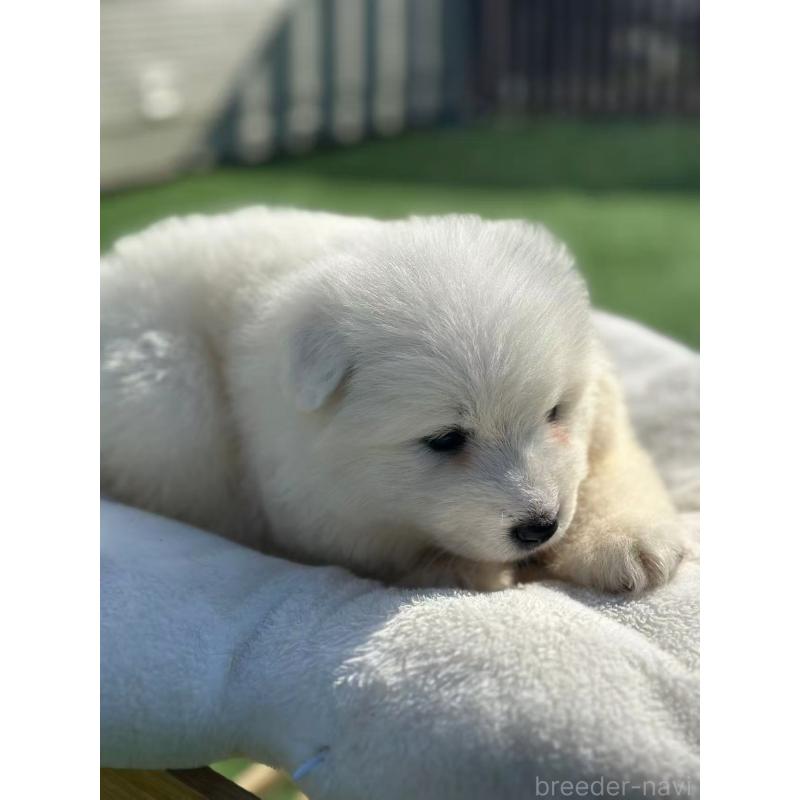 販売中の栃木県のサモエド-425677の5枚目