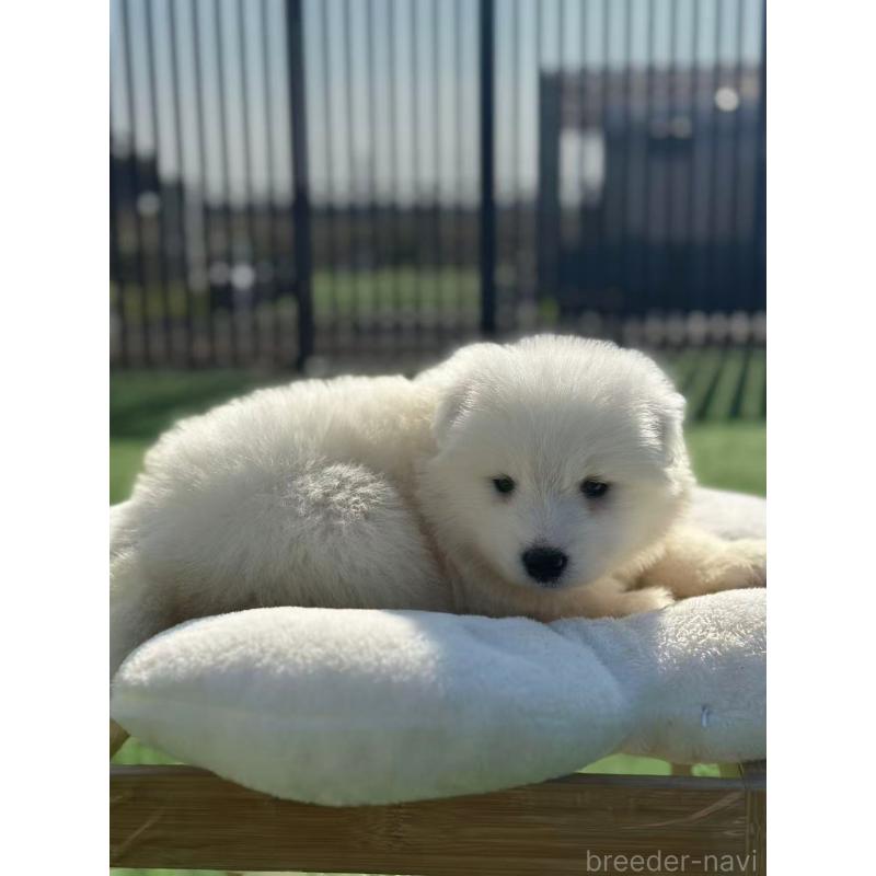 販売中の栃木県のサモエド-425677の4枚目