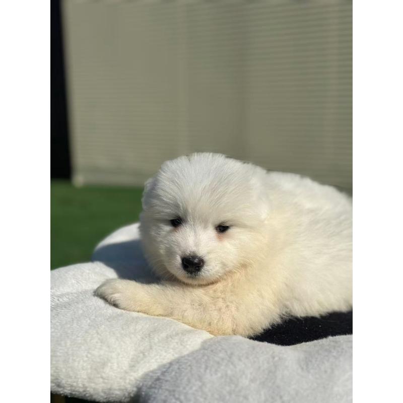 販売中の栃木県のサモエド-425677の3枚目