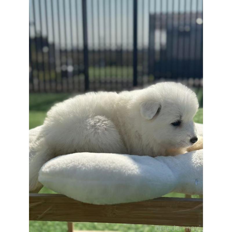 販売中の栃木県のサモエド-425677の2枚目