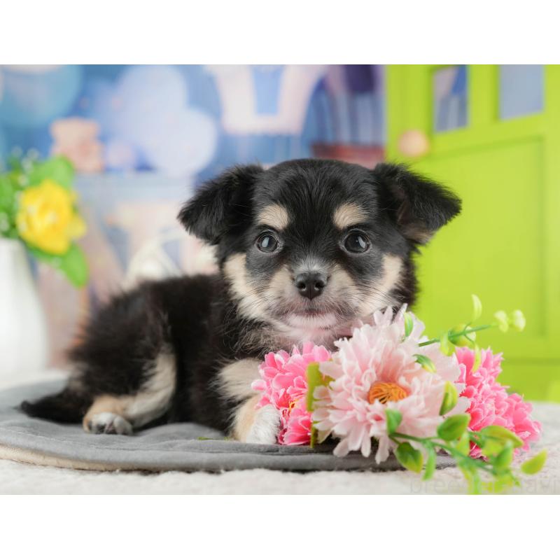 販売中の茨城県のチワワ(ロングコート)-425818の11枚目