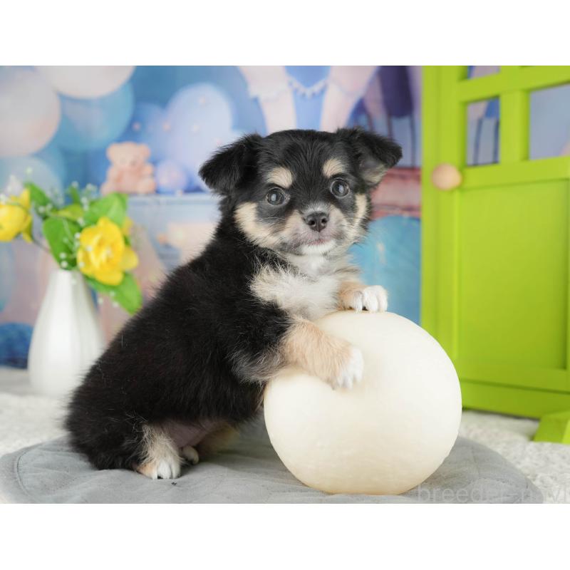 販売中の茨城県のチワワ(ロングコート)-425818の10枚目