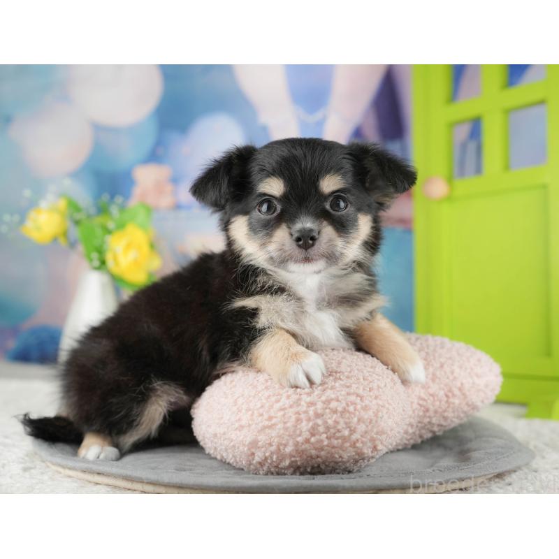 販売中の茨城県のチワワ(ロングコート)-425818の9枚目