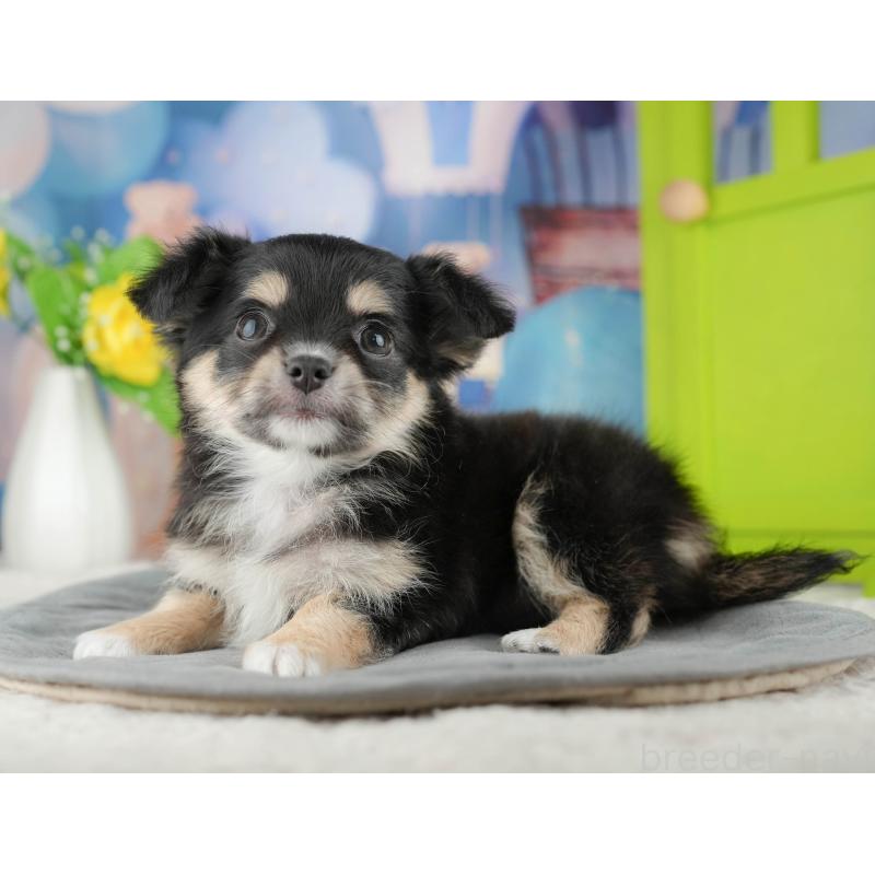 販売中の茨城県のチワワ(ロングコート)-425818の8枚目