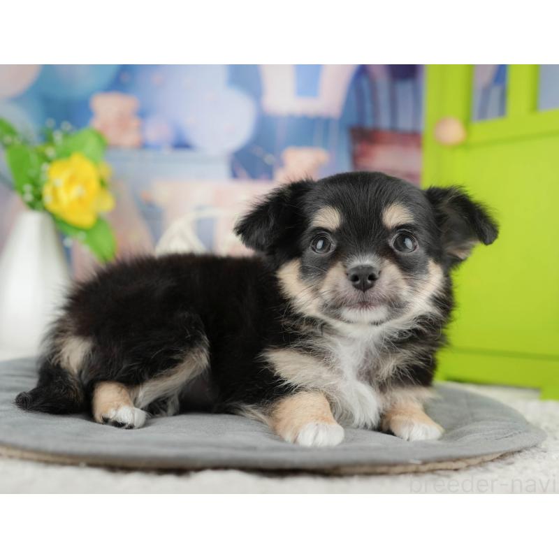 販売中の茨城県のチワワ(ロングコート)-425818の7枚目