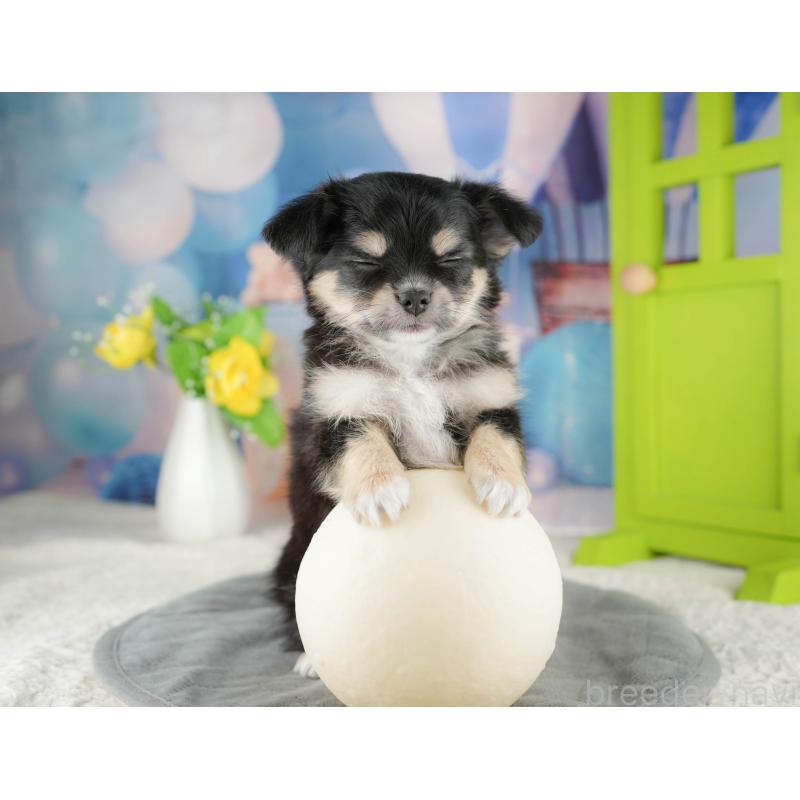 販売中の茨城県のチワワ(ロングコート)-425818の6枚目