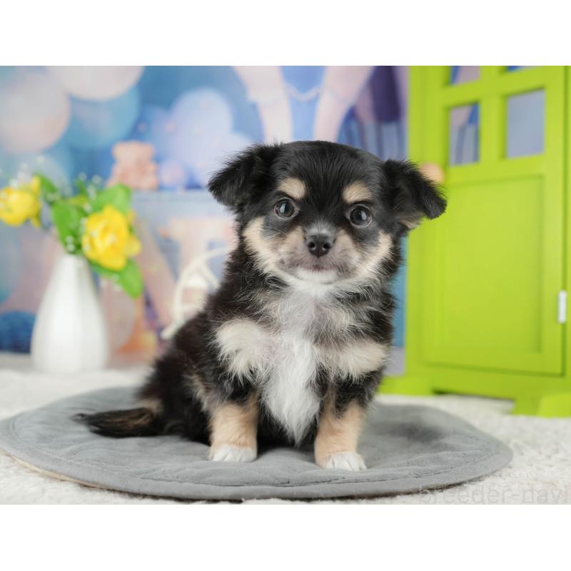 販売中の茨城県のチワワ(ロングコート)-425818の5枚目