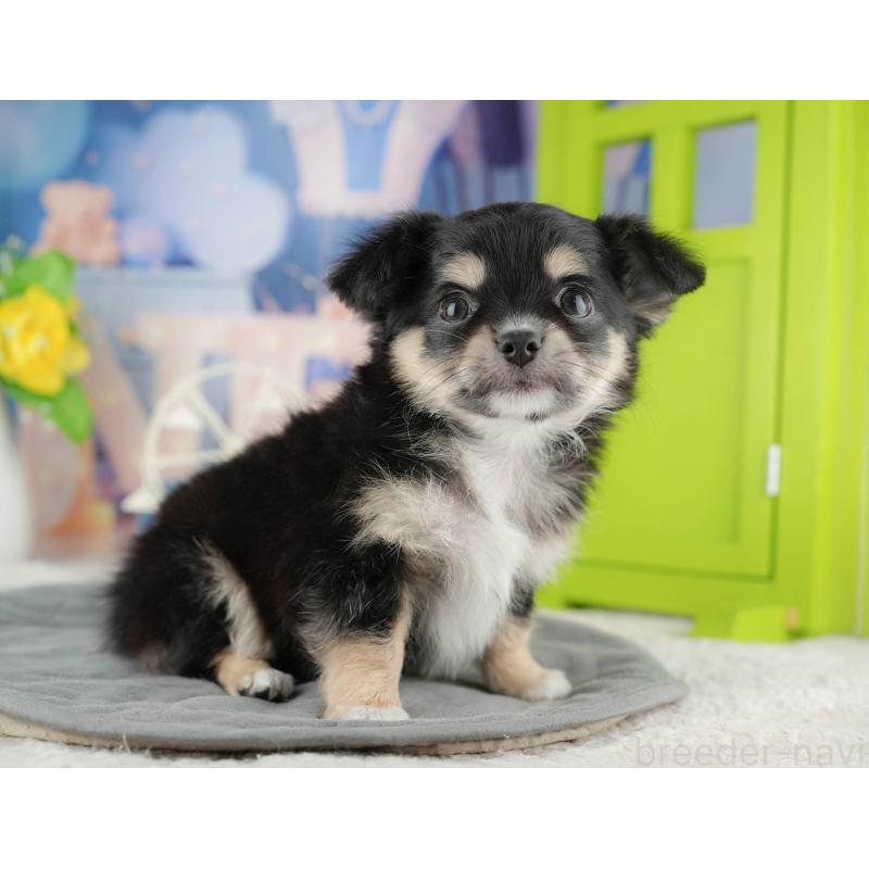 販売中の茨城県のチワワ(ロングコート)-425818の4枚目