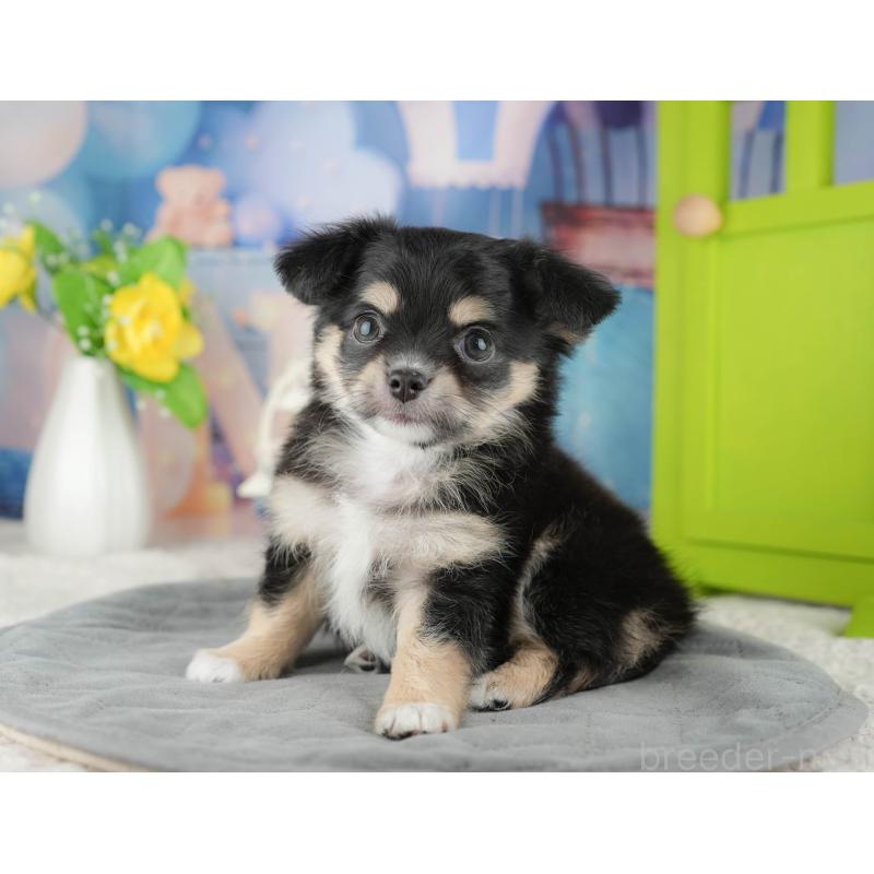 販売中の茨城県のチワワ(ロングコート)-425818の3枚目