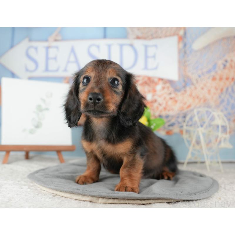 販売中の茨城県のカニンヘンダックスフンド(ロングヘアード)-425681の10枚目