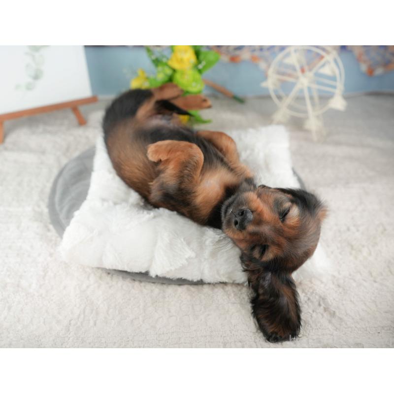 販売中の茨城県のカニンヘンダックスフンド(ロングヘアード)-425681の9枚目