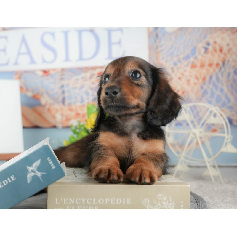 販売中の茨城県のカニンヘンダックスフンド(ロングヘアード)-425681の8枚目