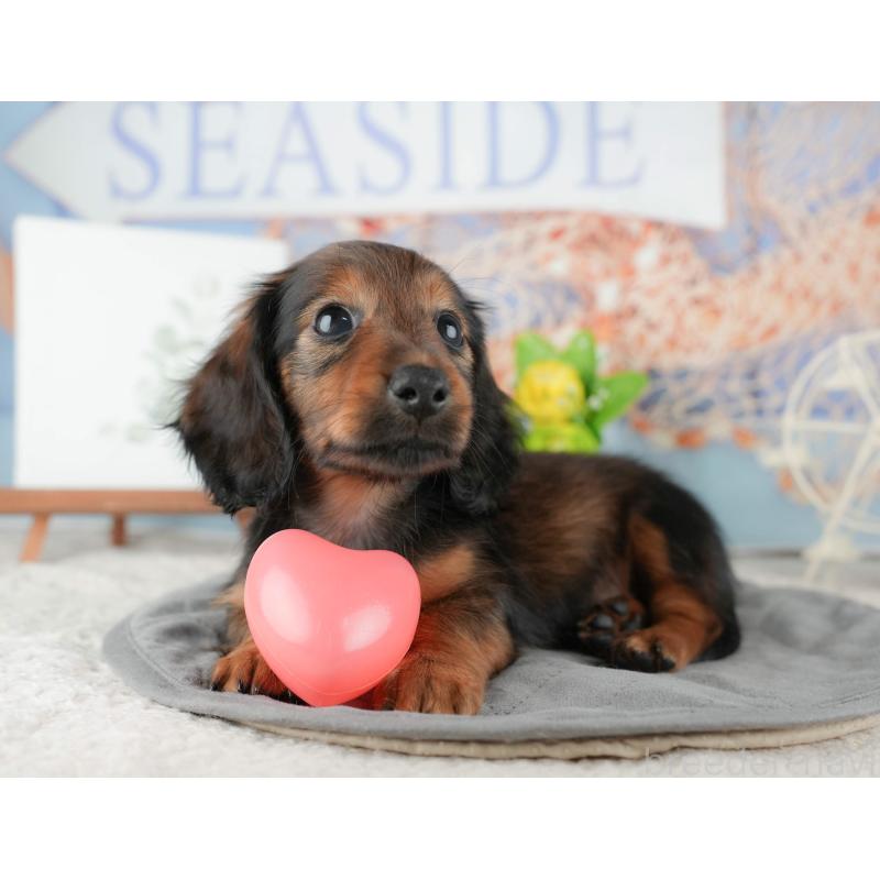 販売中の茨城県のカニンヘンダックスフンド(ロングヘアード)-425681の7枚目