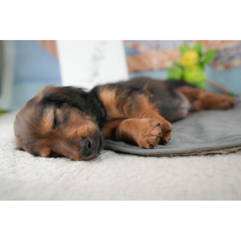 販売中の茨城県のカニンヘンダックスフンド(ロングヘアード)-425681の6枚目