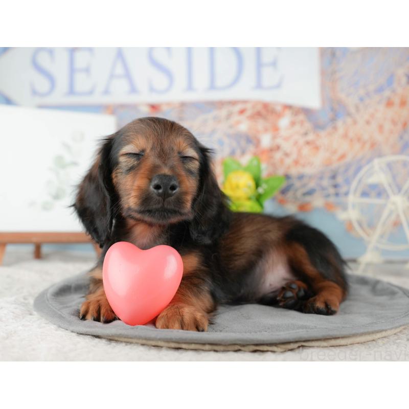 販売中の茨城県のカニンヘンダックスフンド(ロングヘアード)-425681の5枚目