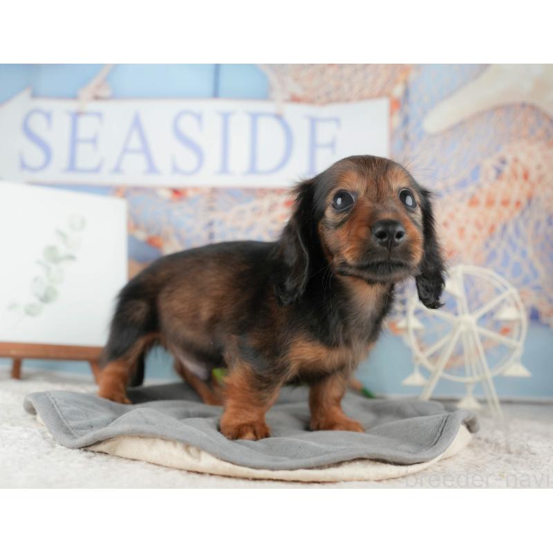 販売中の茨城県のカニンヘンダックスフンド(ロングヘアード)-425681の4枚目