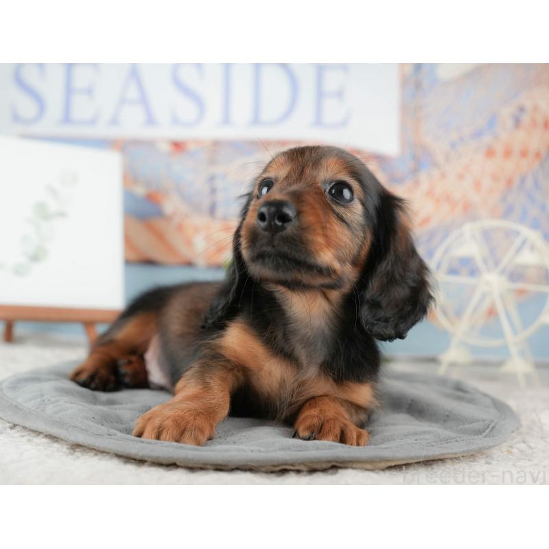 販売中の茨城県のカニンヘンダックスフンド(ロングヘアード)-425681の3枚目