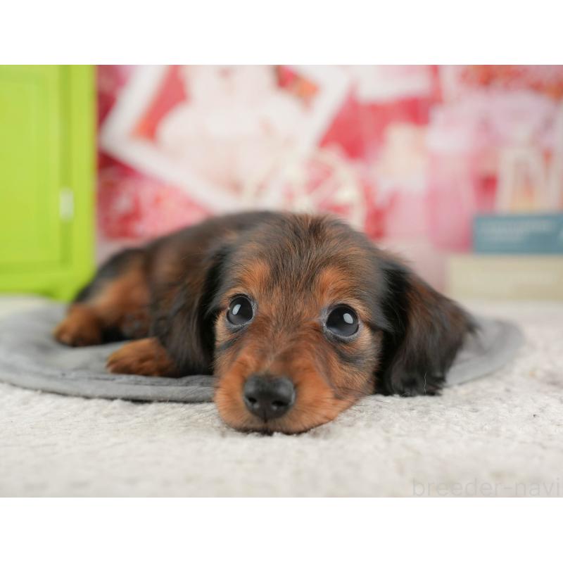 販売中の茨城県のカニンヘンダックスフンド(ロングヘアード)-425680の10枚目