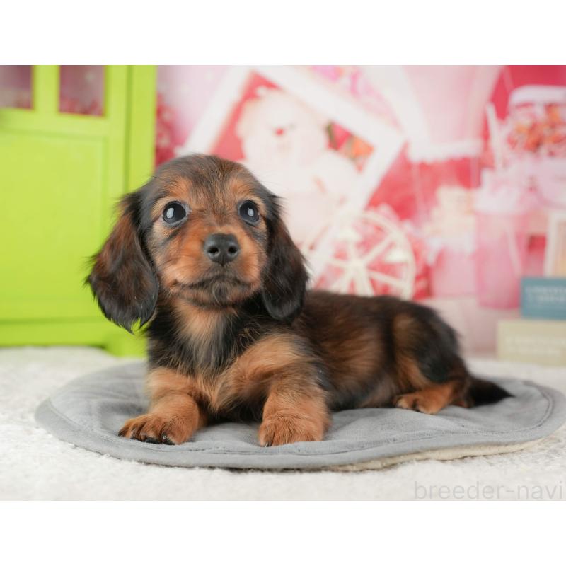 販売中の茨城県のカニンヘンダックスフンド(ロングヘアード)-425680の9枚目