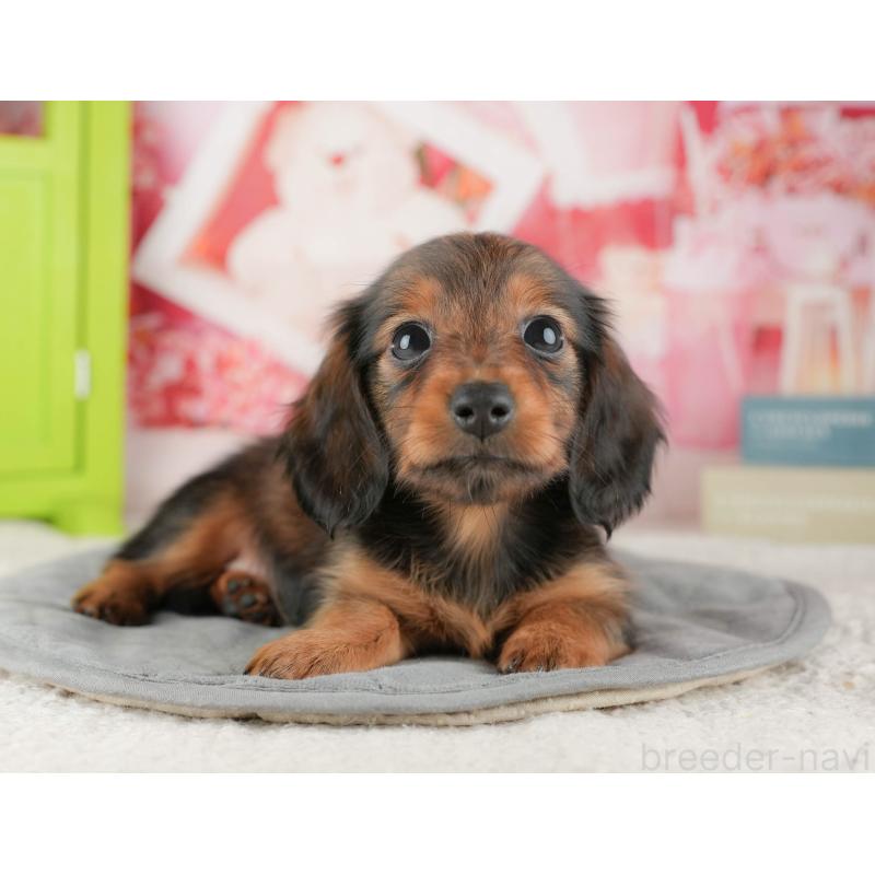 販売中の茨城県のカニンヘンダックスフンド(ロングヘアード)-425680の8枚目