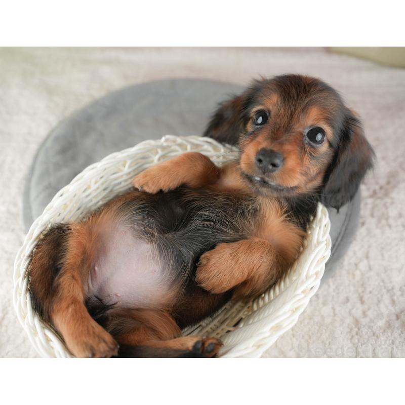 販売中の茨城県のカニンヘンダックスフンド(ロングヘアード)-425680の7枚目