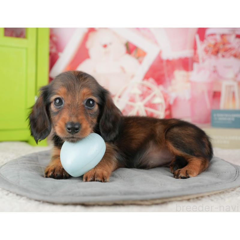 販売中の茨城県のカニンヘンダックスフンド(ロングヘアード)-425680の6枚目