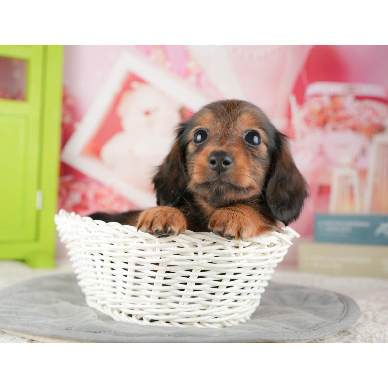 販売中の茨城県のカニンヘンダックスフンド(ロングヘアード)-425680の5枚目