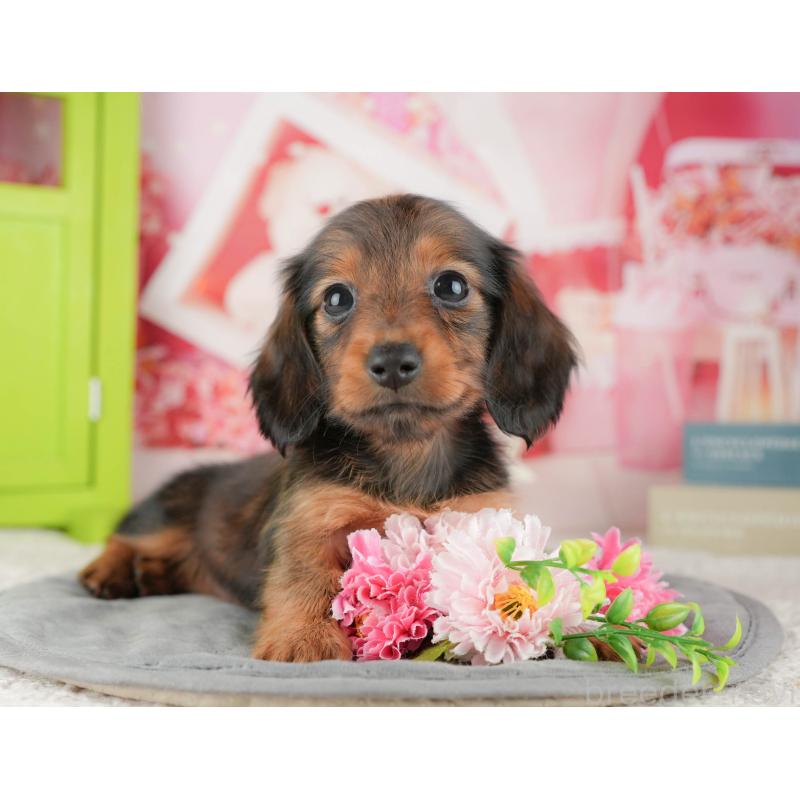 販売中の茨城県のカニンヘンダックスフンド(ロングヘアード)-425680の4枚目