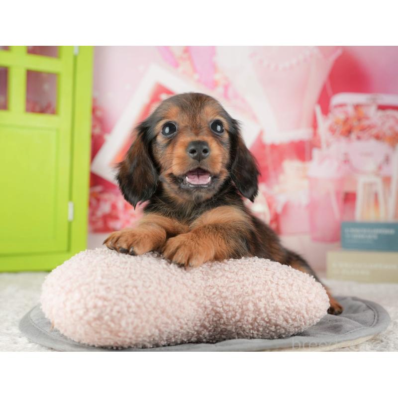 販売中の茨城県のカニンヘンダックスフンド(ロングヘアード)-425680の3枚目