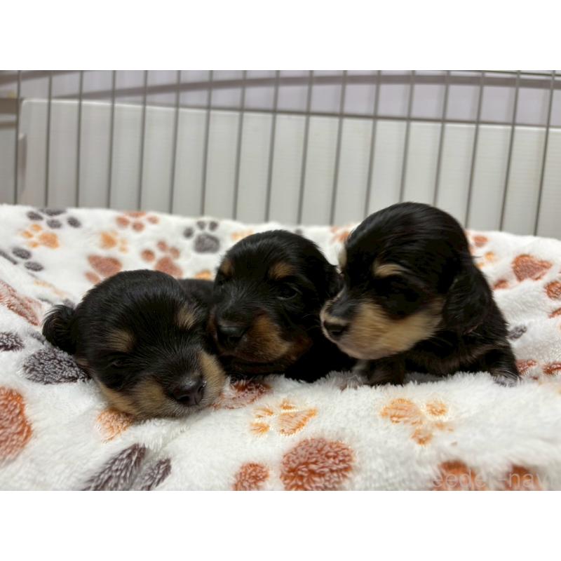 販売中の鹿児島県のカニンヘンダックスフンド(ロングヘアード)-425648の5枚目