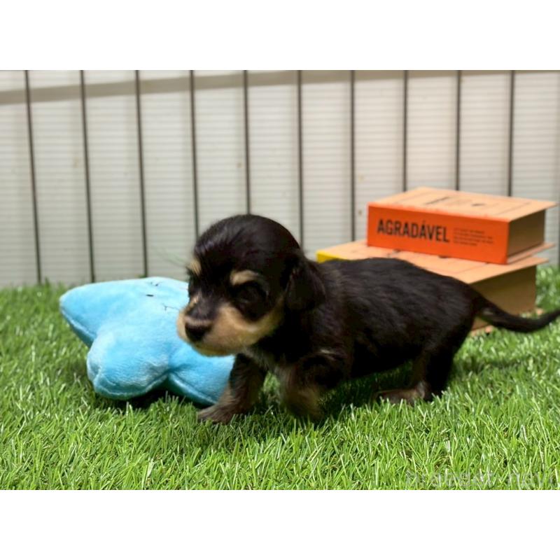 販売中の鹿児島県のカニンヘンダックスフンド(ロングヘアード)-425648の4枚目