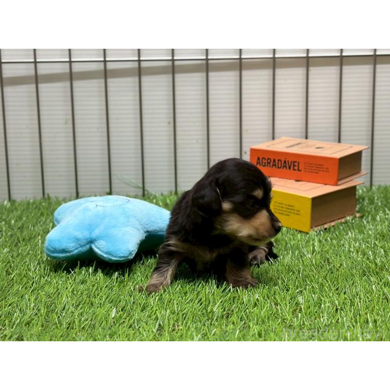 販売中の鹿児島県のカニンヘンダックスフンド(ロングヘアード)-425648の3枚目