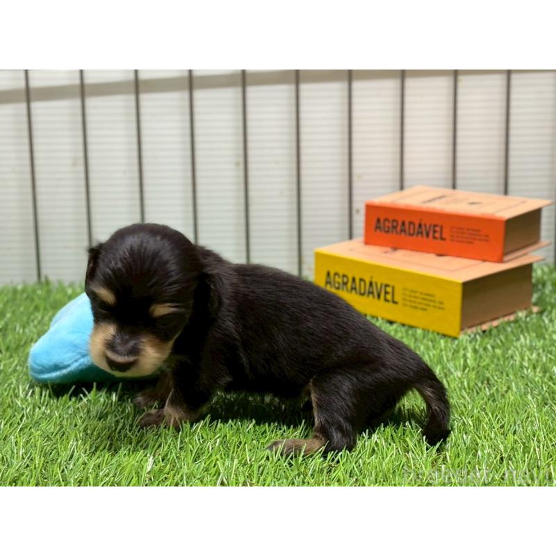 販売中の鹿児島県のカニンヘンダックスフンド(ロングヘアード)-425648の2枚目